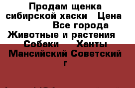 Продам щенка сибирской хаски › Цена ­ 8 000 - Все города Животные и растения » Собаки   . Ханты-Мансийский,Советский г.
